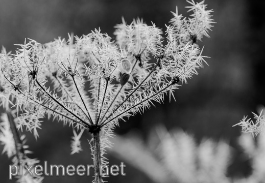 White Frost